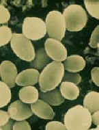 yeast