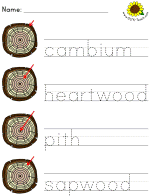 picture clue tracer worksheets