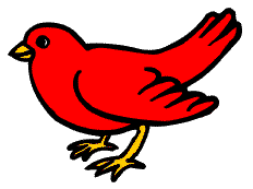 bird