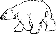polar bear book