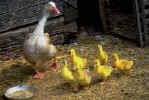 KidZone Fun Facts: Waterfowl