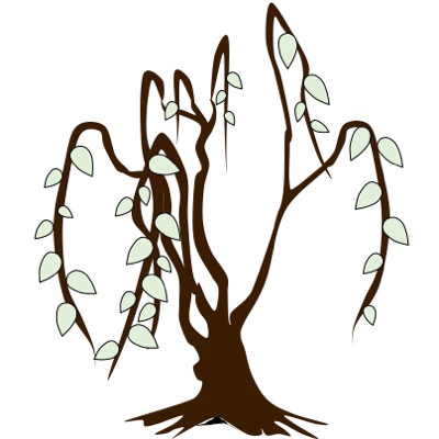 willow tree