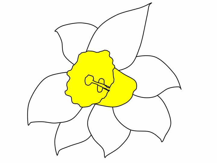 narcissus flower