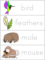 Word Wall Words