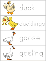 Word Wall Words