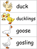 Word Wall Words