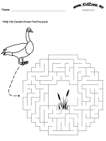 birds activities