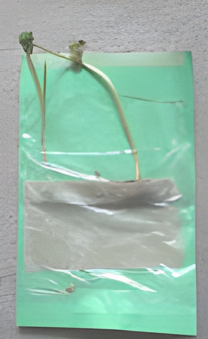 How Do Seeds Grow?